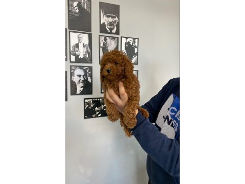 Red brown poodle yavrular wc egitimli