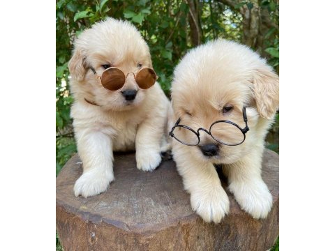 Golden retriever puppies