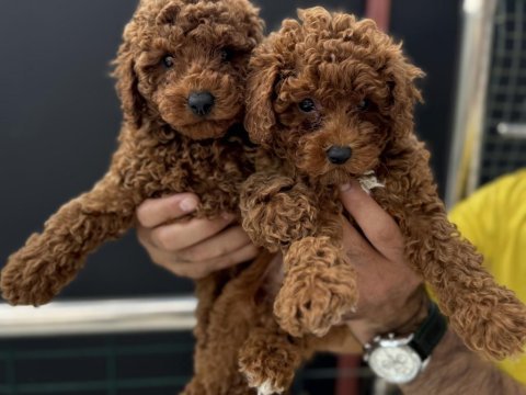 Yasal ruhsatlı çiftlikde hazır 10 adet toy poodle