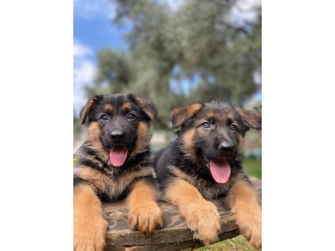 Alman kurdu köpeğimiz