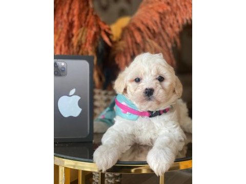 Maltipoo 2.5 aylık