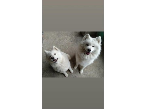 Safkan a kalite samoyed yavrularım
