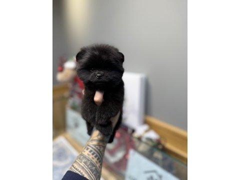 En lüx pomeranian yavrumuz karaböcük