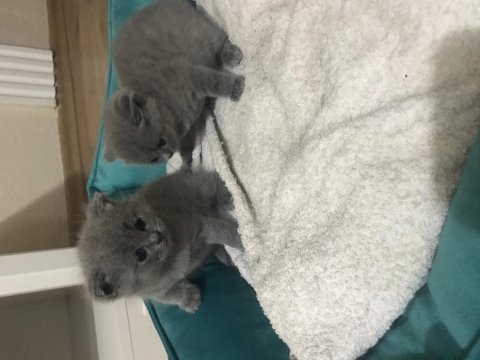 Evcil hayvanlar scottish fold