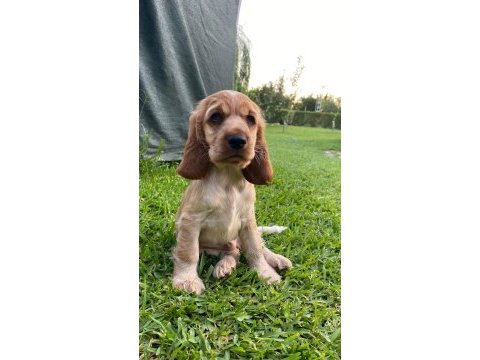Safkan cocker köpekler