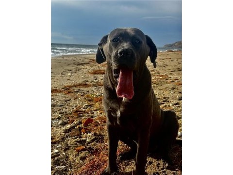 9 aylık safkan cane corso dişi kısırlaştırma yapılmadı