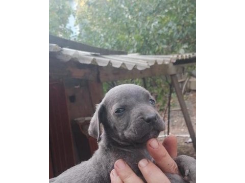 Cane corso blue ve black yavrular