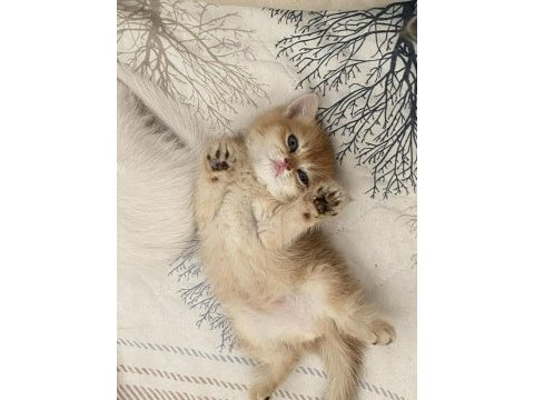 British golden ny 12 ve black golden