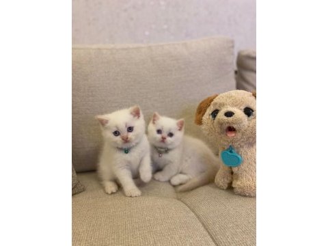 Brıtısh shorthair safkan  yavrularım 