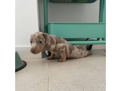Renk renk özel dachshund yavrular çiftliğimizden