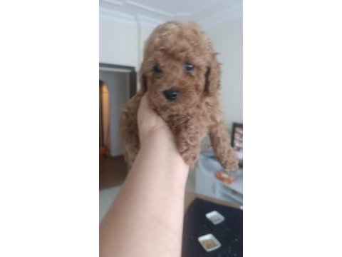 2 erkek poodle