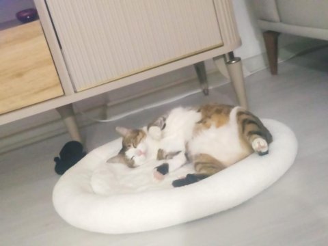 Merhaba benim adım şili
