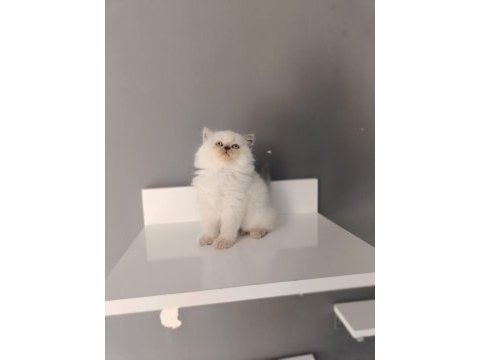 Scottish fold longhair