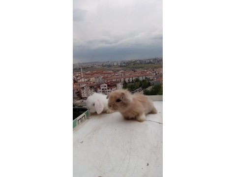 Orijinal lop ırkı tavşan