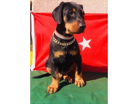Harika anatomi üst kalite doberman yavrular