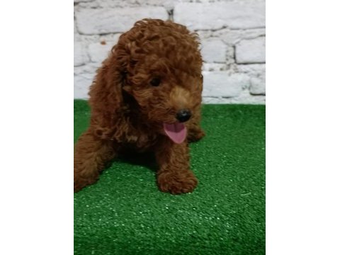 Toy poodle köpeği