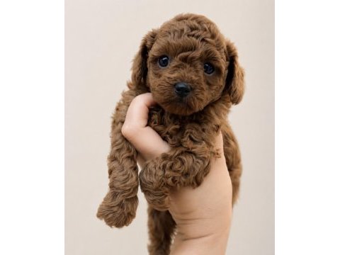 Irk garantili poodle yavruları