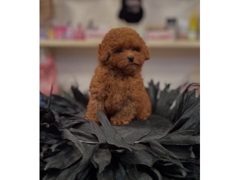 Irk garantili toy poodle yavruları