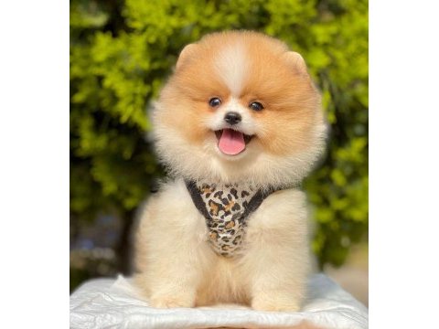 Safkan pomeranian boo yavrularımız