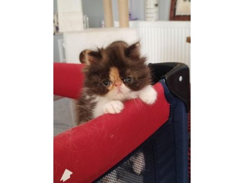 Exotic shorthair ve exotic longhair kedisi