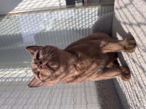 British shorthair cinnamon erkek