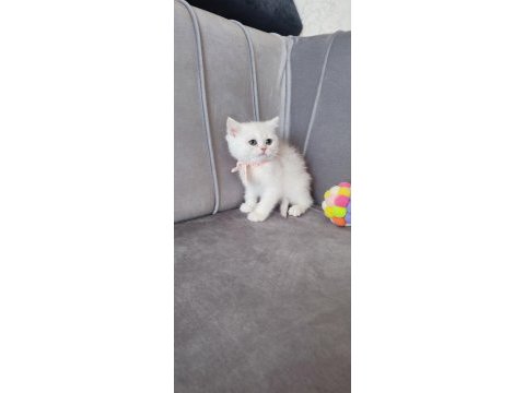 British shorthair prenses