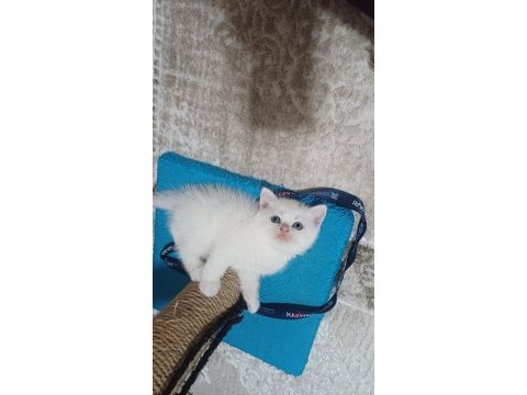 Küçük british shorthair minnaklarım