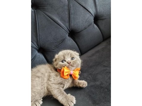Uygun fiyatlı secereli scottish fold