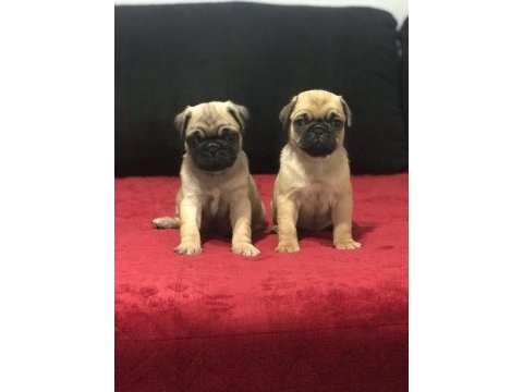 A kalite pug mops bebekler