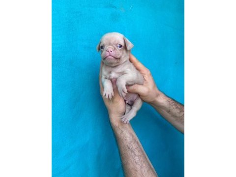 Pink ve siyah dişi erkek pug yavrularımız