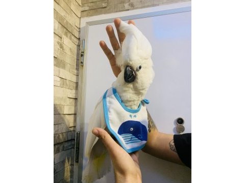 Pamukk gibi gerçek bebek yavru kakadu