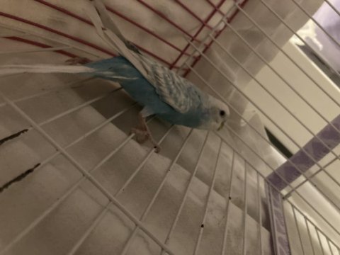 Anne baba kül muhabbet kuşu