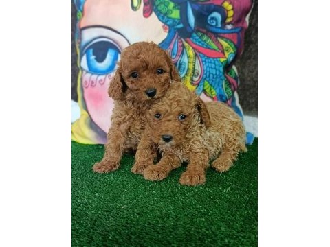 Toy poodle yavrularımız