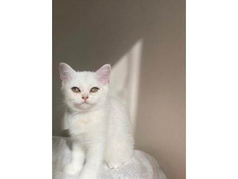Sliver yavru kedimiz