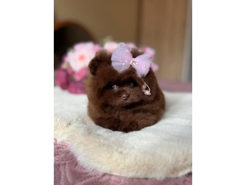 Çokolata ayıcık pomeranian prenses