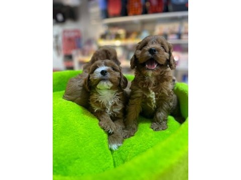 Orjinal hipoalerjenik teacup maltipoo
