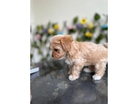 Köpeğimiz milka mızı sahiplenecek bir aile arıyoruz