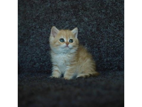 Anne baba şecereli safkan golden british shorthair