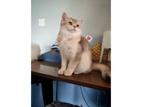 Blue golden dişi 5 aylık british shorthair