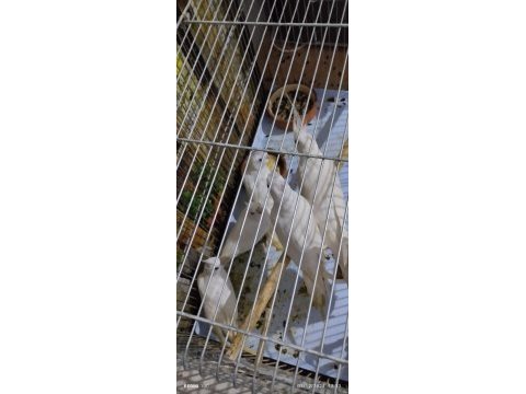 Süt beyaz albino kırmızı göz sultan papağanı yavrular
