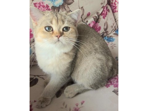 Golden british shorthair yavrular