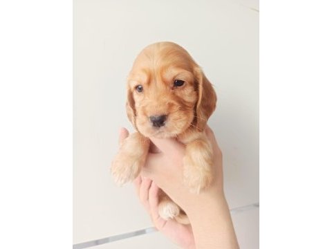 American cocker yavruları tüm ilere gönderim