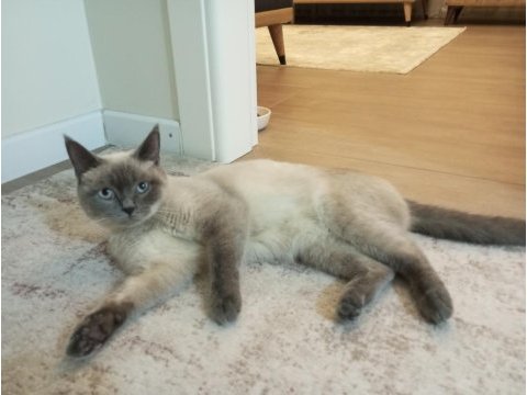 1 yaşında british shorthair kedimiz