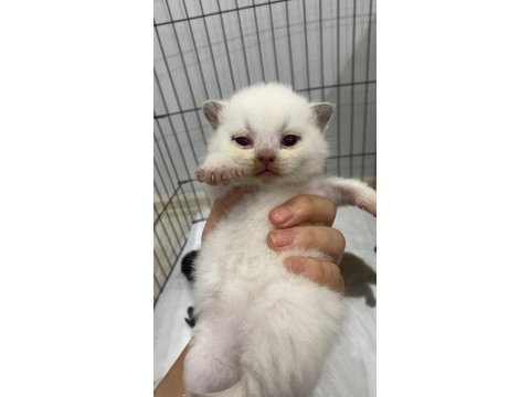 Tabby ve british shorthair yavrular