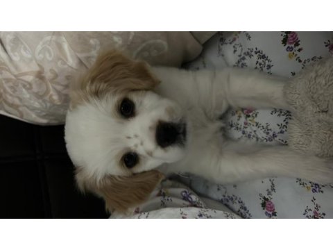 Bal gibi bir cavalier king charles evlat