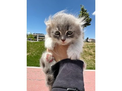 Bicolor british shorthair yavrular