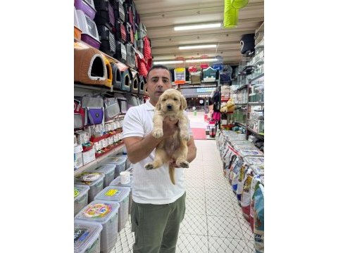 Orijinal golden retriever yavruları