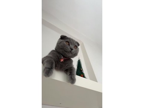 Scottish fold 4 aylık