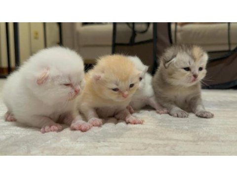 Yeni doğan british shorthair kedilerimiz