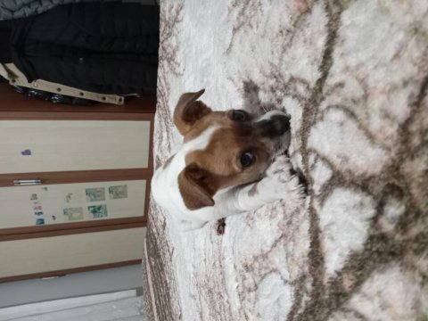 Acil sahiplendirilecek jack russell